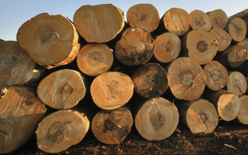 Nhập khẩu gỗ Beech - Đáp ứng các đơn hàng theo kế hoạch sản xuất