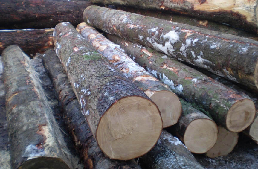 gỗ veneer beech (6)